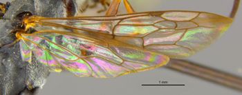 Media type: image;   Entomology 13629 Aspect: wing